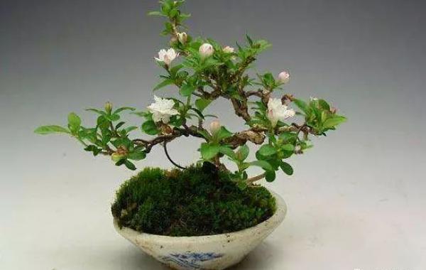 Hard to root bonsai flowers can try these methods