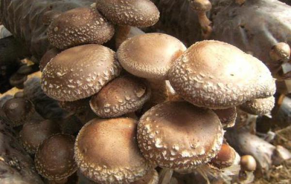 What is the classification standard of edible fungi?