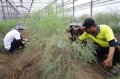 The Peasants Association cooperated with Yunlin Prison and the inmates invested in agricultural affairs to relieve agricultural labor shortage.