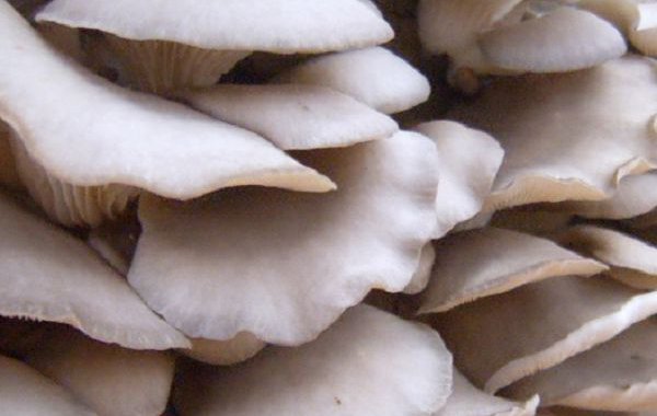 Production Technology of pollution-free Green Edible Fungi