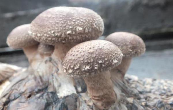 Are there any pesticides with strong efficacy in the control of diseases and insect pests of edible fungi?