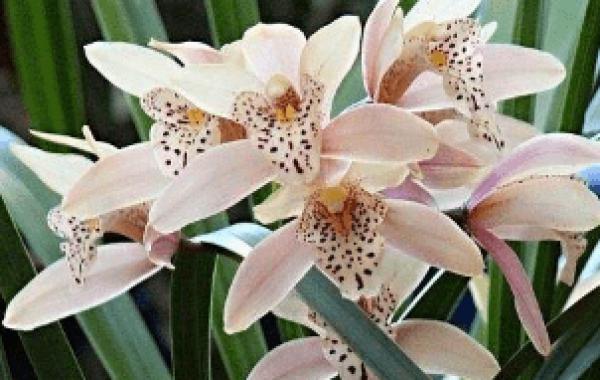 Four basic principles of fertilization in Orchid