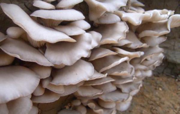 How can edible fungi better balance nutrition?