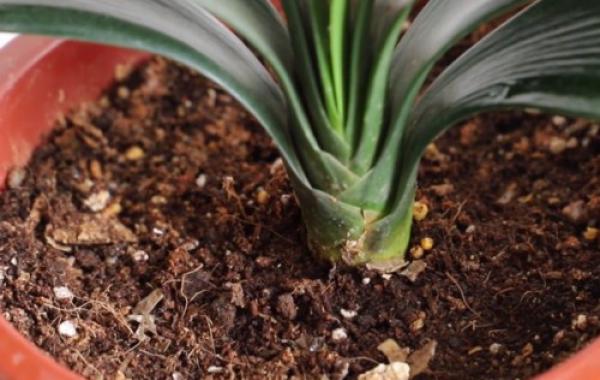 How to prepare the soil of Cymbidium