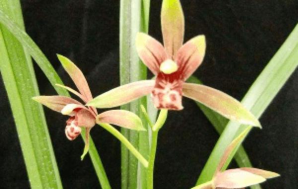 How to prevent and control diseases and insect pests in flowering period of Cymbidium grandiflorum