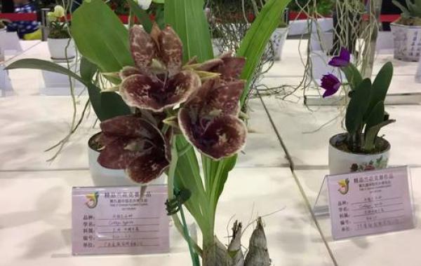 How to prevent the occurrence of stiff buds of orchids?