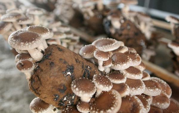 Is it fertilized for edible fungi? How to apply fertilizer?