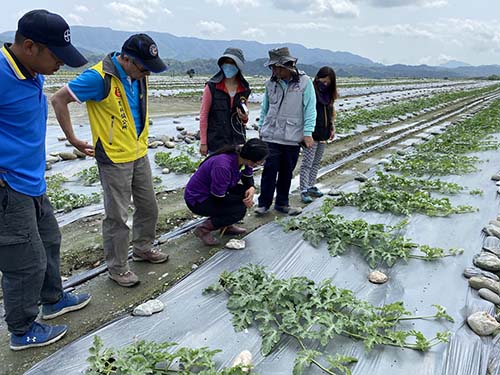 Trace of vine blight in watermelon field in Fenglin town Hualien county government calls on melon farmers to do a good job in prevention and control