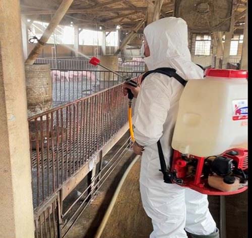 To prevent Japanese encephalitis in pigs, Chiayi County Livestock Institute calls on pig farmers to implement mosquito prevention and vaccination.