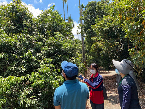 Chiayi County will apply for cash assistance for litchi victims caused by drought