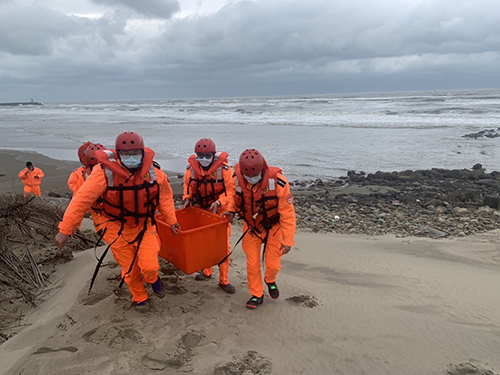 From the 11th this year! Conservation green turtles lost their way, stranded, sea patrol, immediate rescue and moisturizing