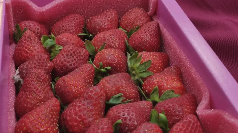 Only 20% of the pesticide residues in strawberries imported from Japan are qualified.