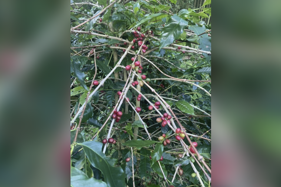 Fuxing push coffee new agricultural production and marketing class: lack of small-scale processing plants