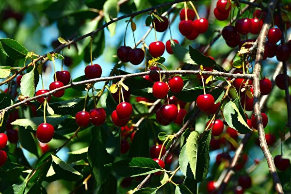 Japanese strawberries and Chilean cherries imported excessive pesticides