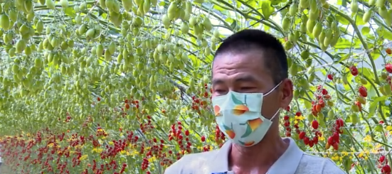 Tunnel planting of Yuniu Little Tomato in greenhouse doubles yield and saves labor