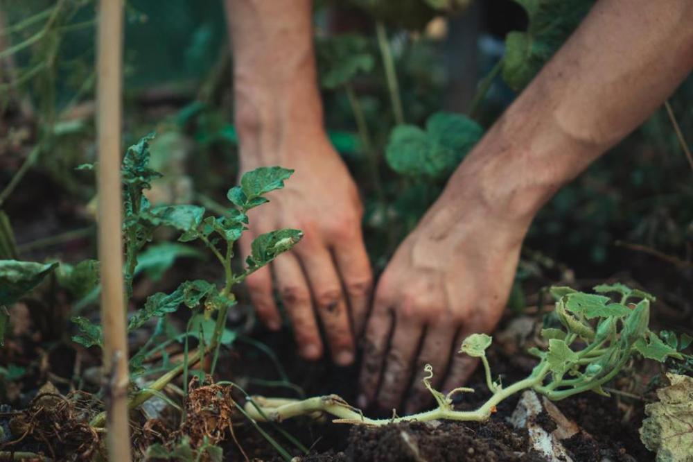 Turning waste into earthworm manure and worm manure into organic fertilizer-A new choice for auxiliary farming