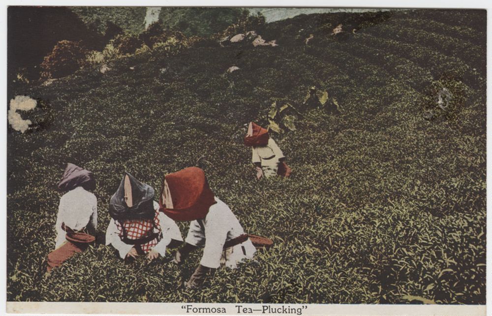 History of Tea in Taiwan: from Wild Inner Mountain to Export Tea Garden