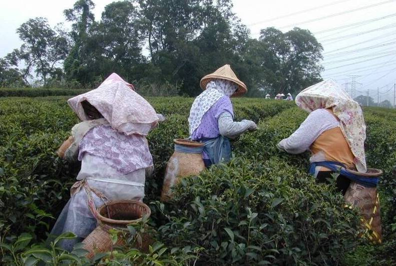 The Oriental Beauty Tea Festival in Zhuxian County takes the stage at the weekend to experience the plus-size feast of oil tea.