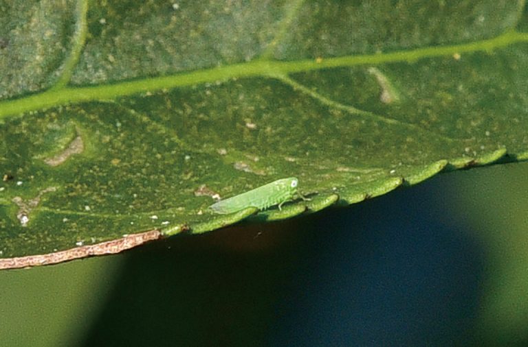 It is not only the inflated tea bitten by insects, but also engraved with the four seasons tea in Beipu.