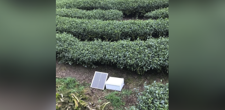 The computer can not only choose potatoes, but also grow tea rice. AI will grow winter oolong tea champion.