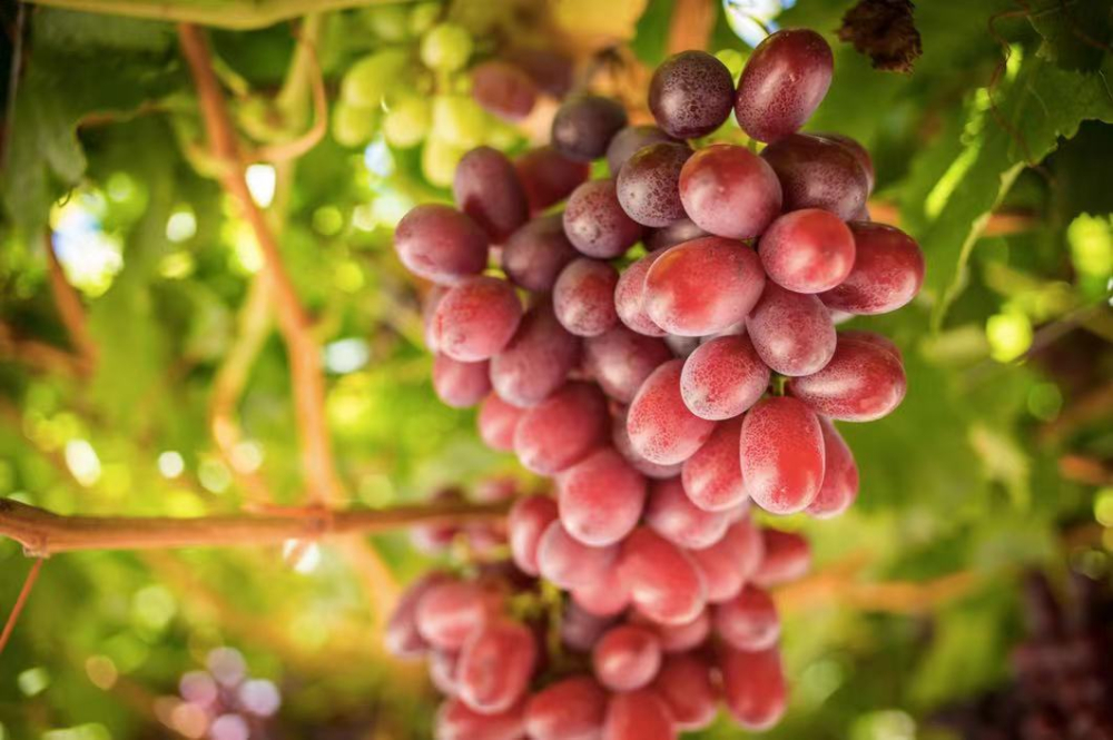 The strongest export season of South African grapes is full of challenges, with exports to Russia falling sharply by 21%.
