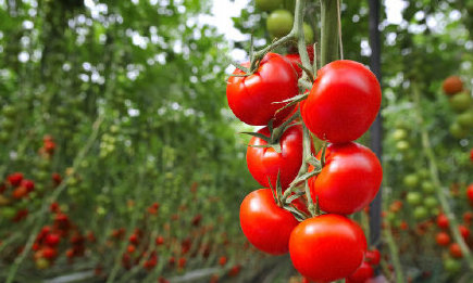 Shanghai solved the problem of local vegetable supply by planting 80,000 mu of green leafy vegetables.