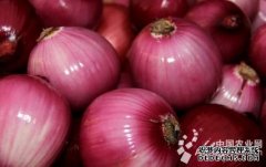The new onion varieties in Handan reach the international advanced level (Picture)