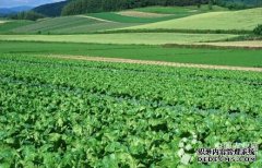 Vegetables become the second largest crop in Guangxi (Picture)