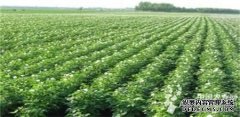 Yunnan Dehong has a good development trend of winter potato in 2016 (figure)