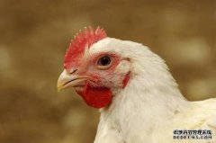 WTO decides US wins Chicken Trade dispute between China and US