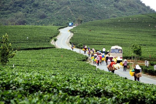 The organic tea garden in Britain and Germany is 