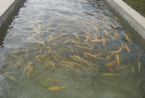 Rainbow Trout Culture Base in Nanmei Village, Linxiang District, Lincang District, Yunnan Province