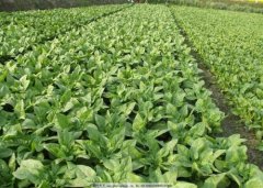 How to grow lettuce: When to grow lettuce, lettuce cultivation requirements for the environment