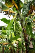 Banana yellow leaf disease: what do you think of banana yellow leaf disease? What is the symptom of banana yellow leaf disease?
