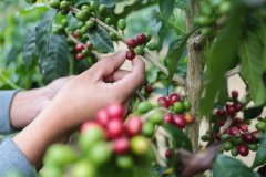 Coffee planting techniques: an introduction to coffee growing areas and various coffee production methods