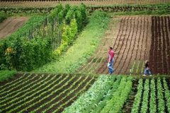 Organic Agriculture Certification: is non-third Party Organic Product Certification feasible? Development Prospect of Organic Agriculture