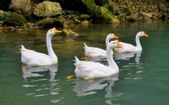 Zhejiang East White Goose: is it easy to raise East Zhejiang White Goose? How to select geese for eastern Zhejiang white geese