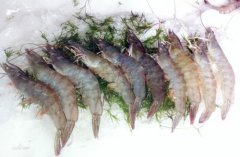 The price of white shrimp has risen due to the great increase in demand during the Spring Festival. Now how much is it per jin of white shrimp?