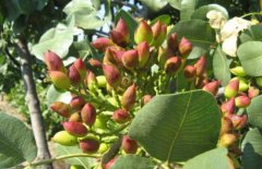 Where should pistachios be planted? Where do pistachios grow? what's a pistachio tree like?