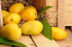 How to ripen mango and turn yellow? Why is the mango rotten before it is ripe? can the mango be ripe when wrapped in a newspaper?