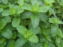 Do mints need watering every day? Can mint be cultured in water? The difference between fake mint and real mint