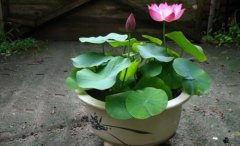 What happens if a bowl of lotus is cultured in water without adding mud? Can a bowl of lotus be raised without soil? can water lilies be raised in full water?