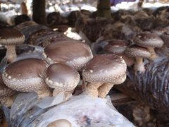 Growing mushrooms with coffee grounds: mushroom cultivation techniques, can mushroom dregs be used repeatedly