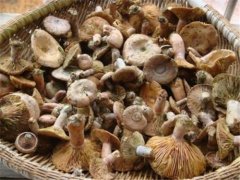 Mushroom sales: what if mushrooms can't be sold? What are the mushroom sales channels and how to find a market?