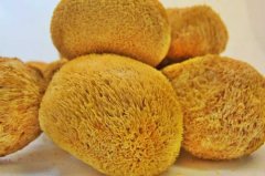 Where is the origin of hericium Erinaceus? Where does hericium Erinaceus produce? how to eat hericium Erinaceus to nourish the stomach?