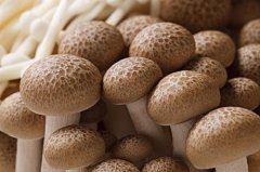 Does crab-flavored mushroom have a pungent taste? Why do you want to scald crab-flavored mushrooms? why are crab-flavored mushrooms bitter?