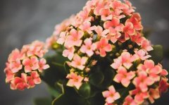 How to raise longevity flowers to burst the pot? How to raise longevity flowers and how to trim them