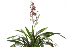 Traditional variety of Huizhou Cymbidium: how to distinguish Huizhou Cymbidium? Huizhou ink orchid picture price