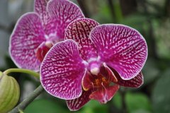 Phalaenopsis French spot: Phalaenopsis looks good, what are the characteristics of Phalaenopsis French spot