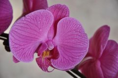 Phalaenopsis variety Phalaenopsis in western Yunnan, what are the characteristics of the price of Phalaenopsis in western Yunnan?